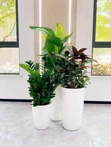 想让空间变美？宁波鄞州绿植租赁是绝佳选择！